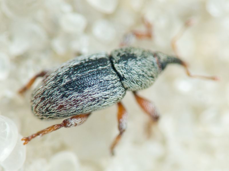 Tychius sharpi Tournier, 1873